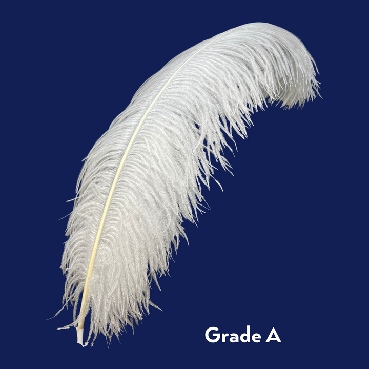 grade A ostrich feather