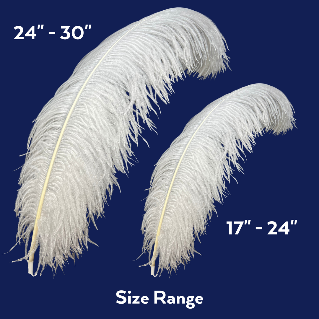 different sizes for ostrich feathers 