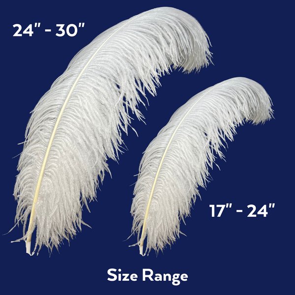 Ostrich Feathers For Sale Online