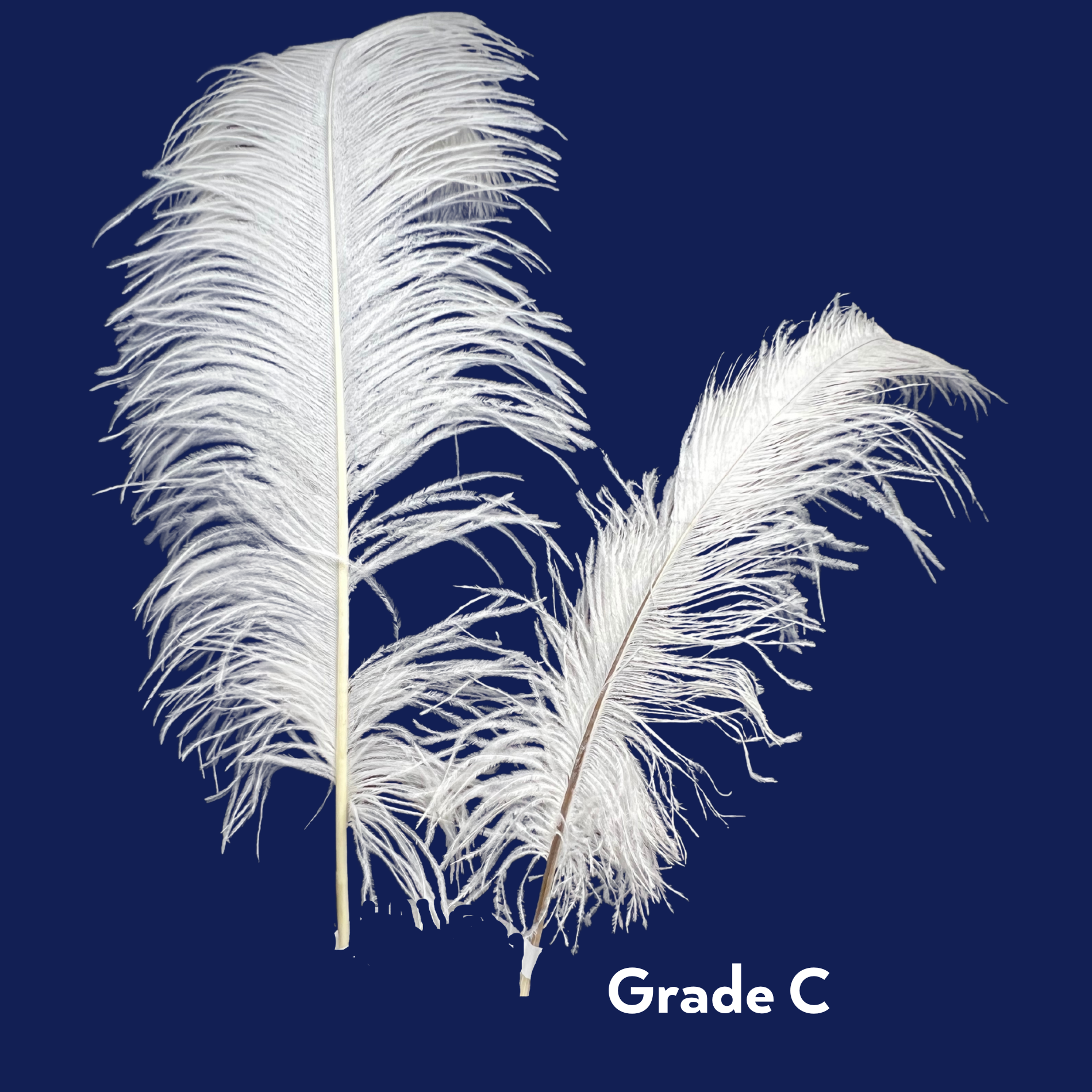 Real Ostrich Feather - Single