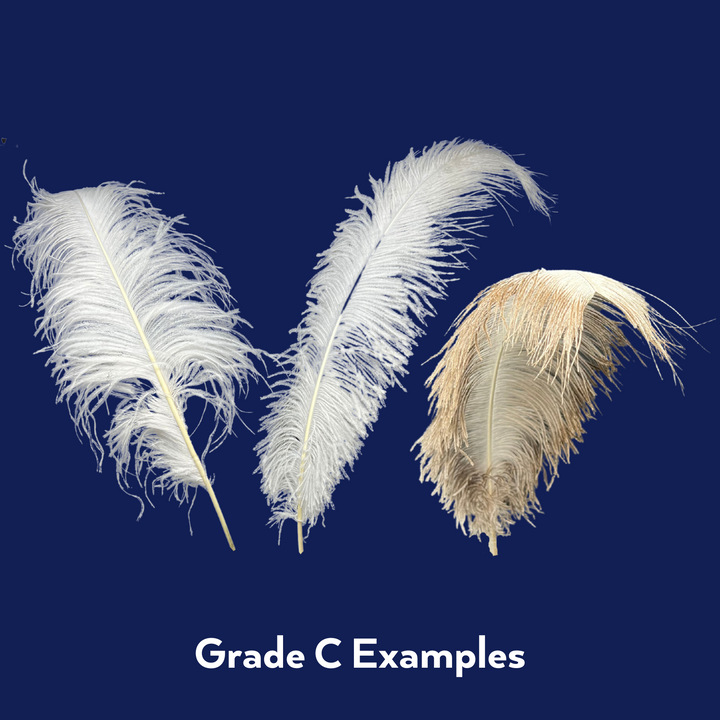 grade C ostrich feathers 