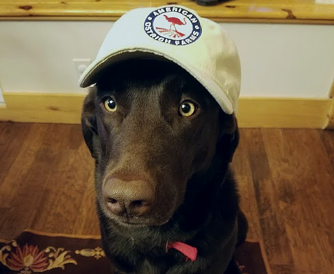 dog wearing american ostrich farms hat 