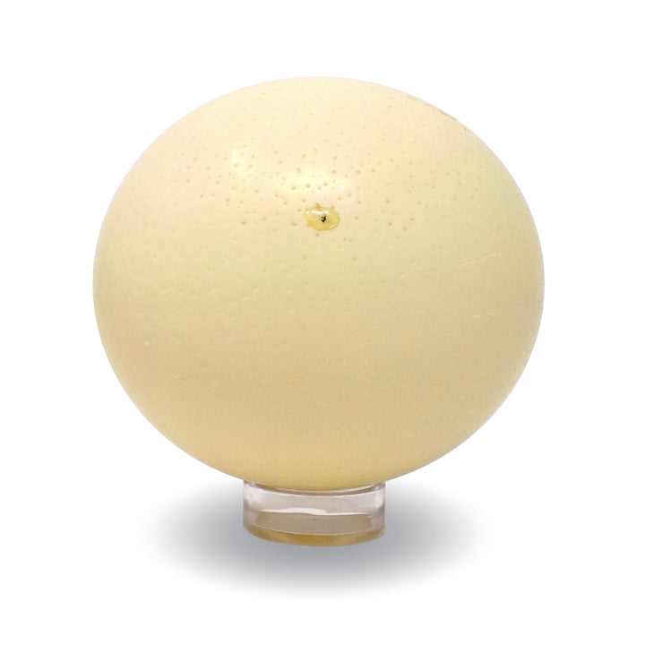 imperfect ostrich eggshell on acrylic stand showing a small amount of epoxy on the exterior