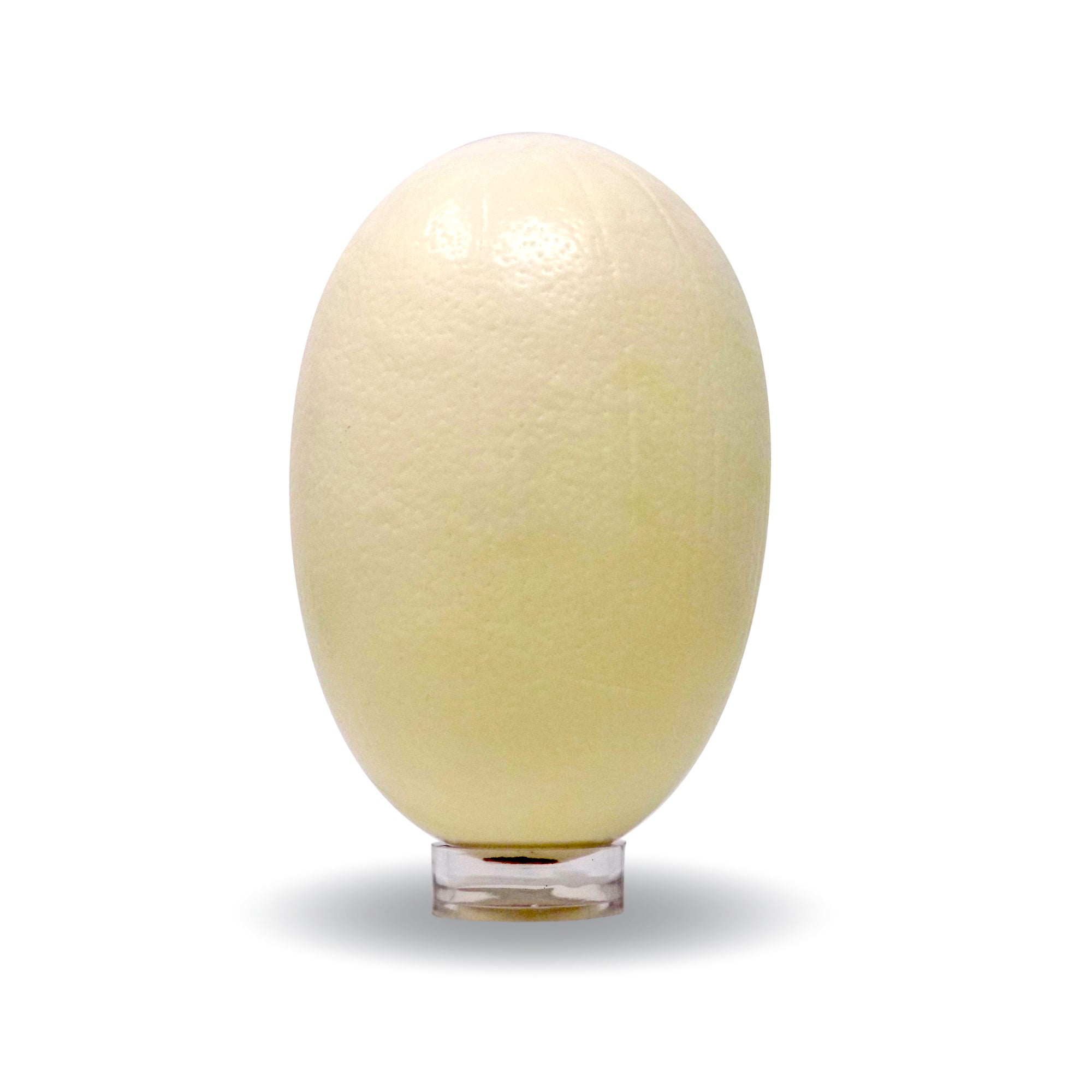 ostrich eggshell on an acrylic stand with extreme oviduct scarring